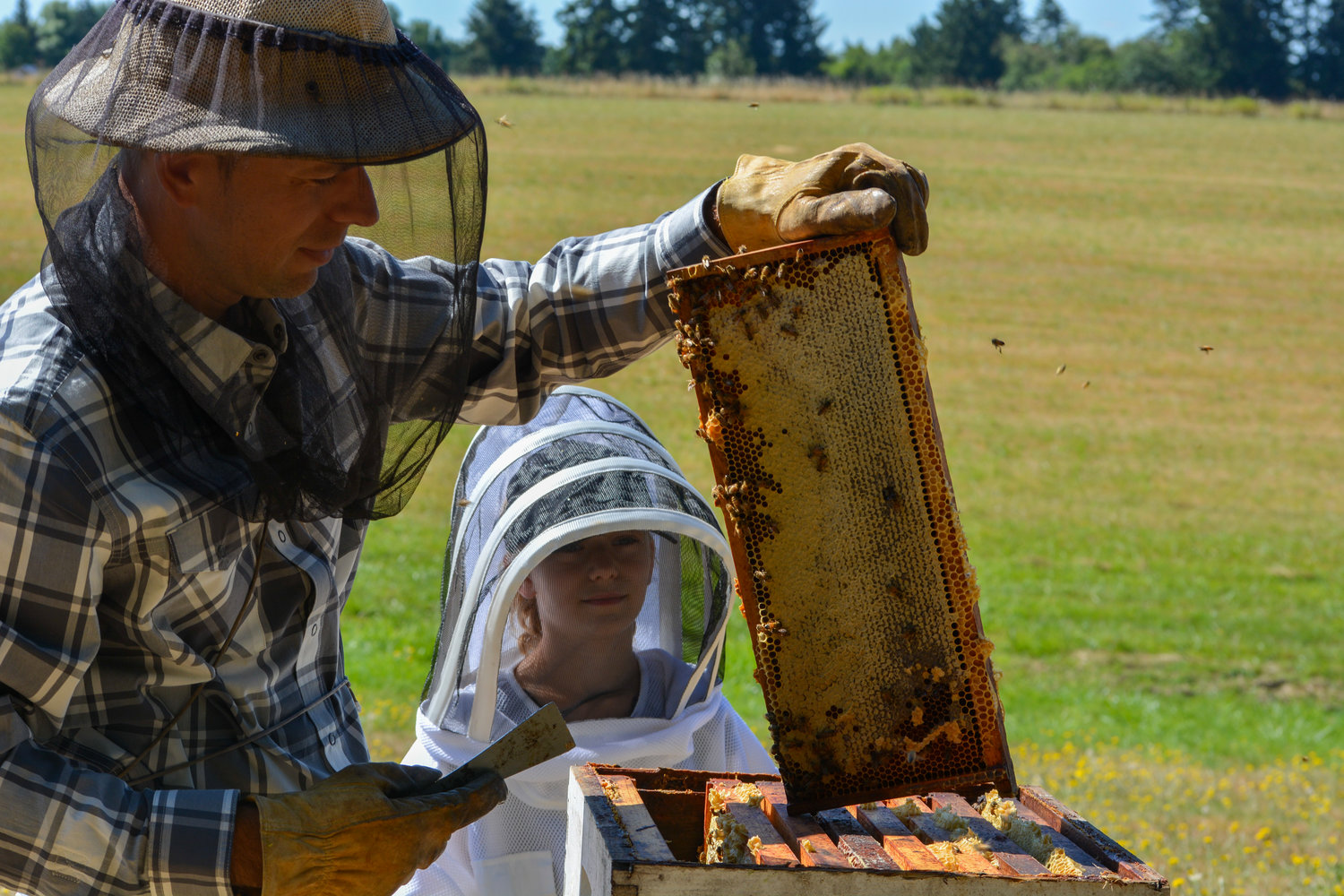 Viktor Plyushchev, owner of Smart Bee Pollinations, and his daughter Albeena open one of their beehives on their farm in La Center.